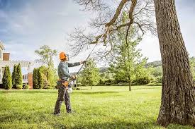 Professional Tree Removal and Landscaping Services in Halifax, VA